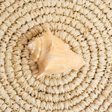 Crown Conch Shell | Melongena conch | 8.5-9cm
