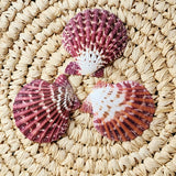 Pecten Pallium Scallop Shell | 5-6.5cm