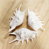 White Lambis Shell | 9.5-11cm