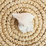 White Conch Shell | 7-8.5cm