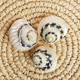 Polished Magpie Turbo Shells | 6.5- 8cm