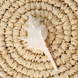 White Spiky Spine Murex Shell|  9.5-11cm