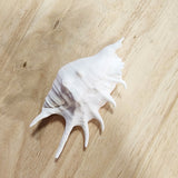 White Lambis Shell | 9.5-11cm