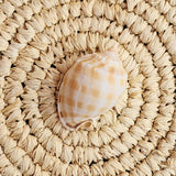 Cassis Bandatum Shell | 6.6-8.5cm