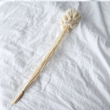 Dried White Bunny Tail Grass - 60 Stems