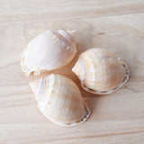 Cassis Shell | 7-8.5cm