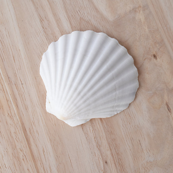 White Scallop Shell, 8-9.5cm, Shell Decor