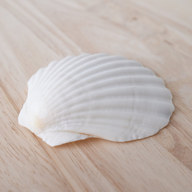 White Scallop Shell | 8-9.5cm