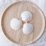 White Scallop Shell | 8-9.5cm