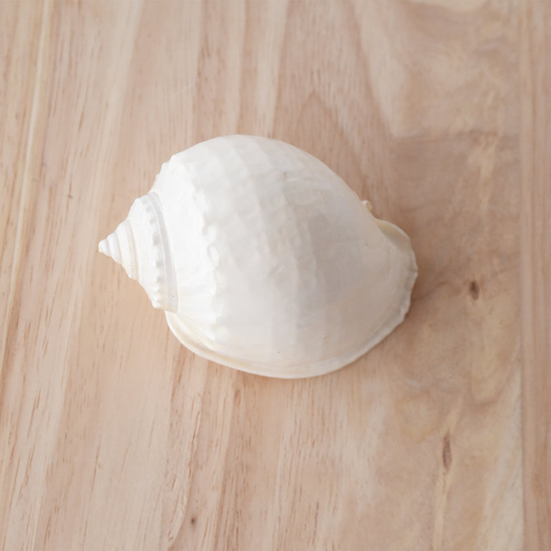 White Cassis Shell | 5.5-7cm