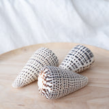 Cone Shell | Conus Leopardus | 8-9cm