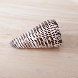 Cone Shell | Conus Litteratus | 8-9cm