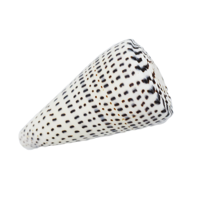 Cone Shell | Conus Leopardus | 8-9cm