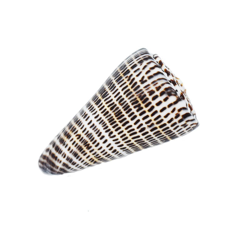 Cone Shell | Conus Litteratus | 8-9cm
