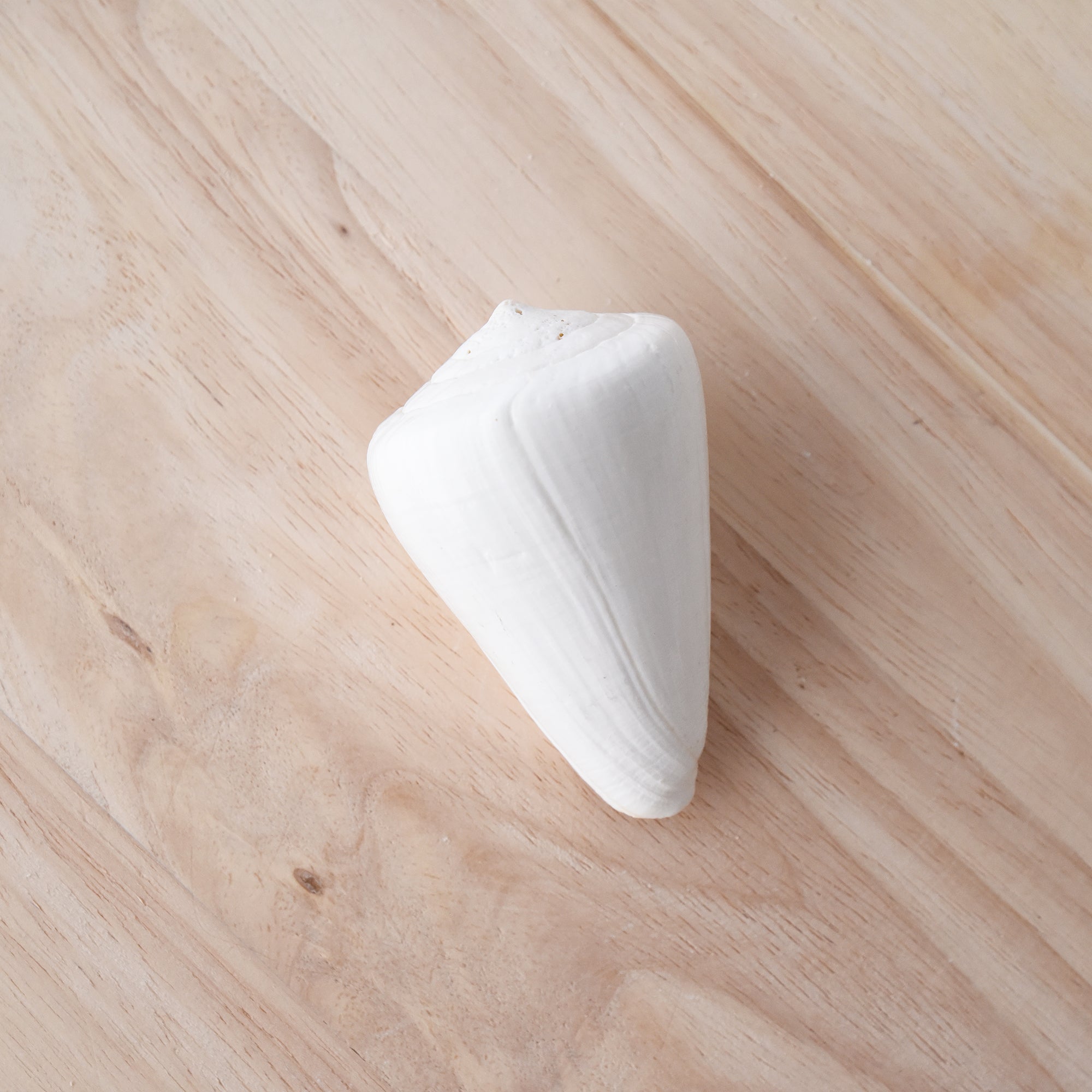 White Cone Shell | Conus Quericinus | 8-9cm | Shell Decor | Shells By ...