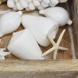 White Cone Shell | Conus Quericinus | 8-9cm