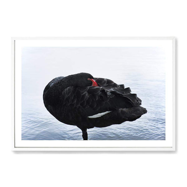 Black Swan-Boho Abode-Art Print,australia,australian,australian beach,beach,black swan,blue,Bohemian,Boho,Canvas,coast,coastal,Framed Print,hamptons,landscape,ocean,paradise,Print,sand,silver,swan,swans,waves