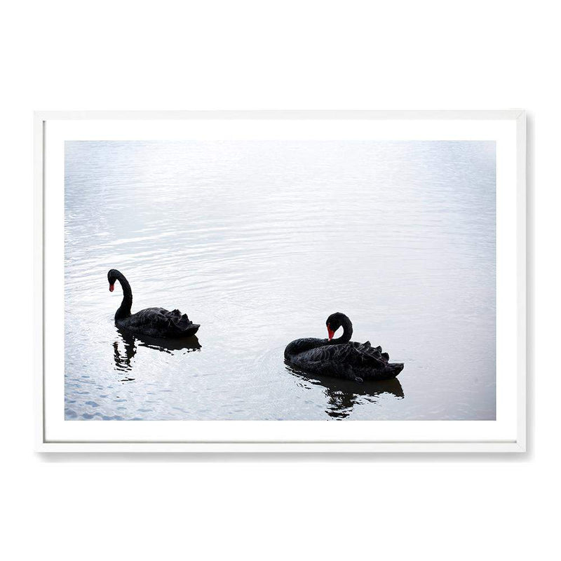 Black Swans-Boho Abode-Art Print,australia,australian,australian beach,beach,black swan,blue,Bohemian,Boho,Canvas,coast,coastal,Framed Print,hamptons,landscape,ocean,paradise,Print,sand,silver,swan,swans,waves
