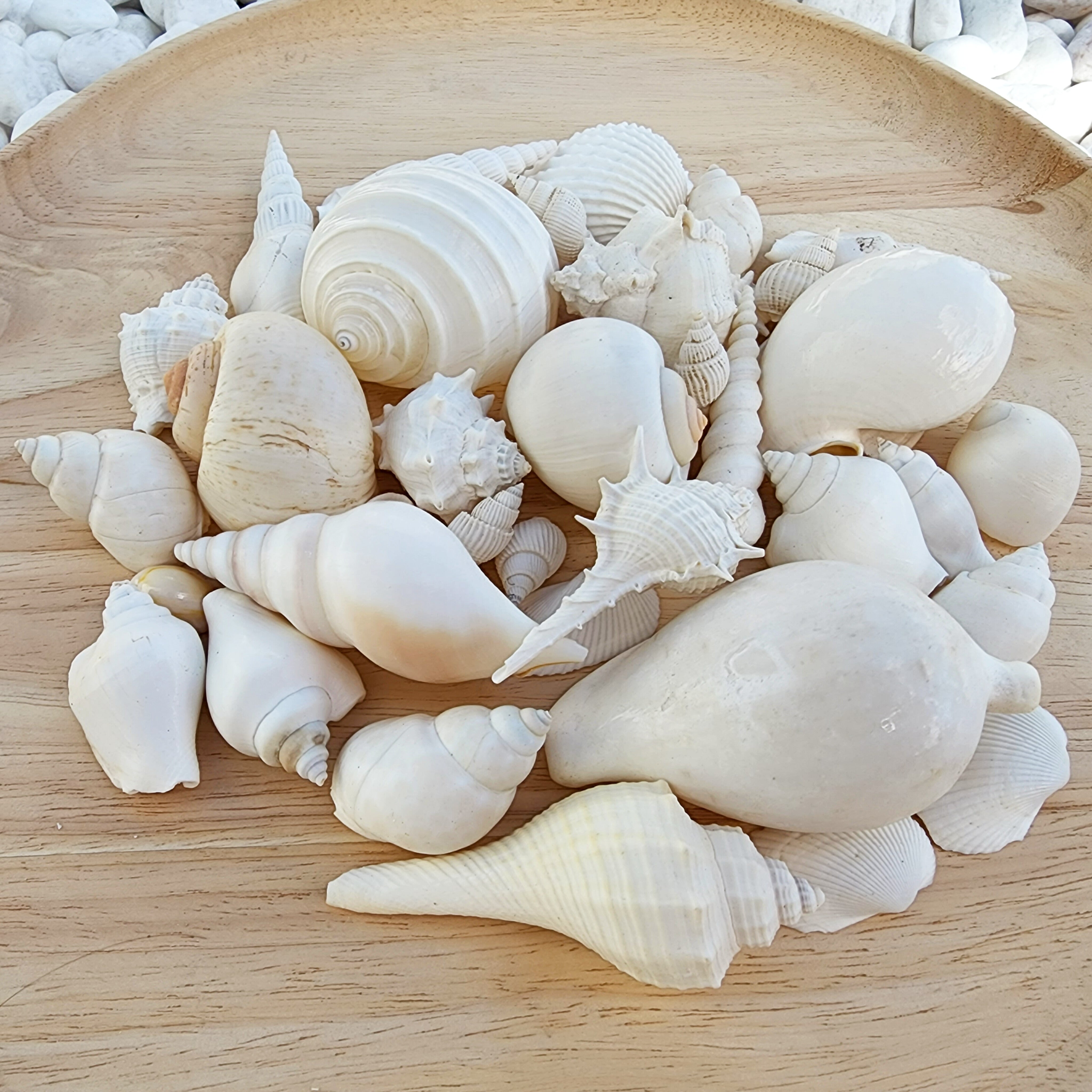 Wite Shells White Shell Variety Pack | Shell Decor | Shells By Boho Abode ...