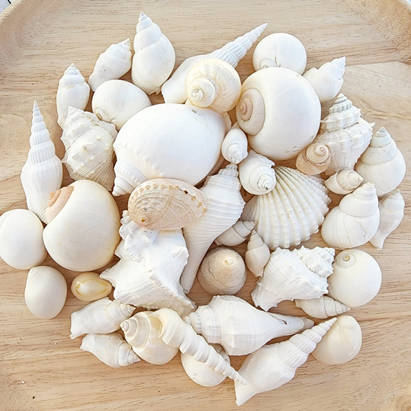 White & Pearl Shell Variety Pack