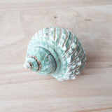 Jade Pearl Turbo Imperialis Shell | 8-9.5cm