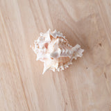 Murex Shell | Erythrostomus | 7-8.5cm