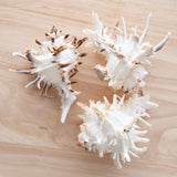 White Murex Shell |  9.5-11cm