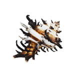 Murex Shell | Endivia Longspine |  9.5-11cm