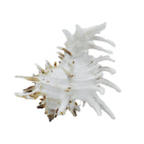 White Murex Shell |  9.5-11cm