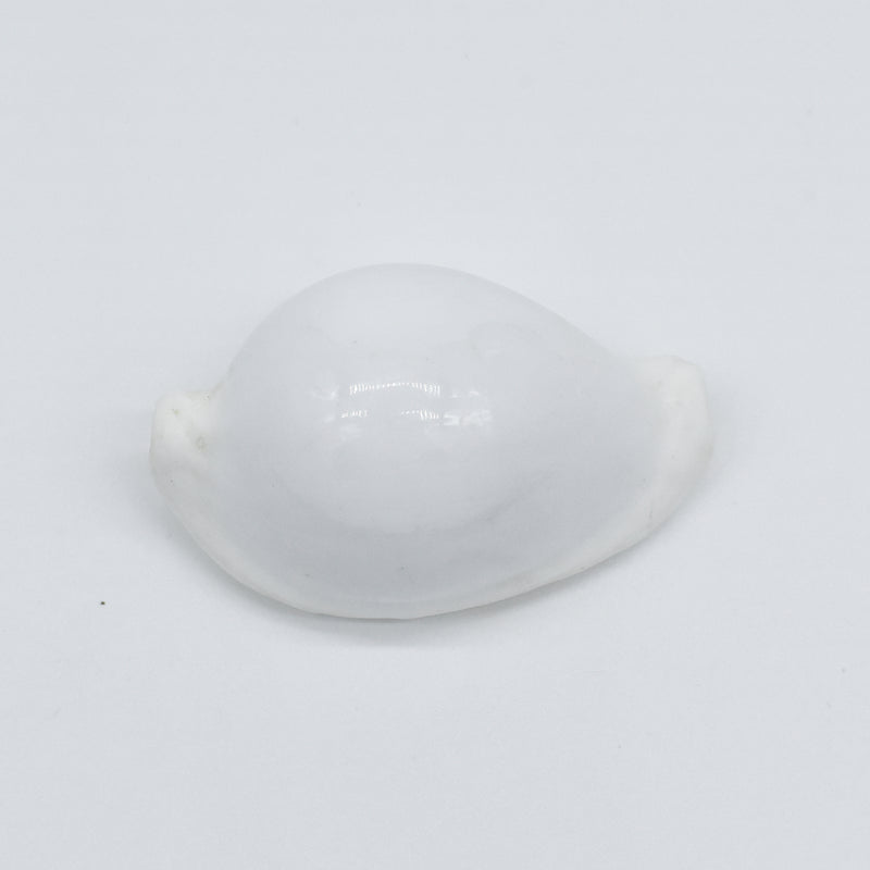 White Ovula Ovum Shell | 7-8.5