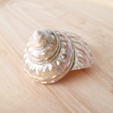 Pearl Astraea Undosa Shell | 8-9.5cm