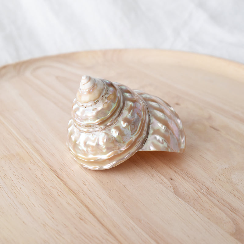 Pearl Astraea Undosa Shell | 8-9.5cm
