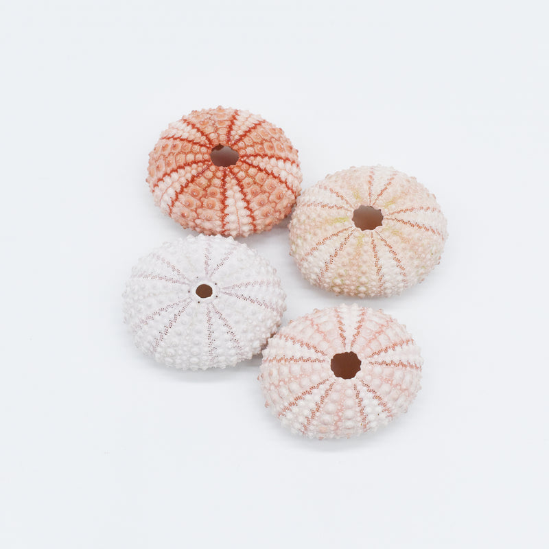 Pink Sea Urchin | 4-5.5cm