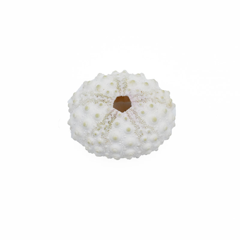 Knobby White Sea Urchin | 5-6.5cm