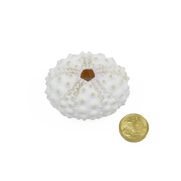 Knobby White Sea Urchin | 5-6.5cm