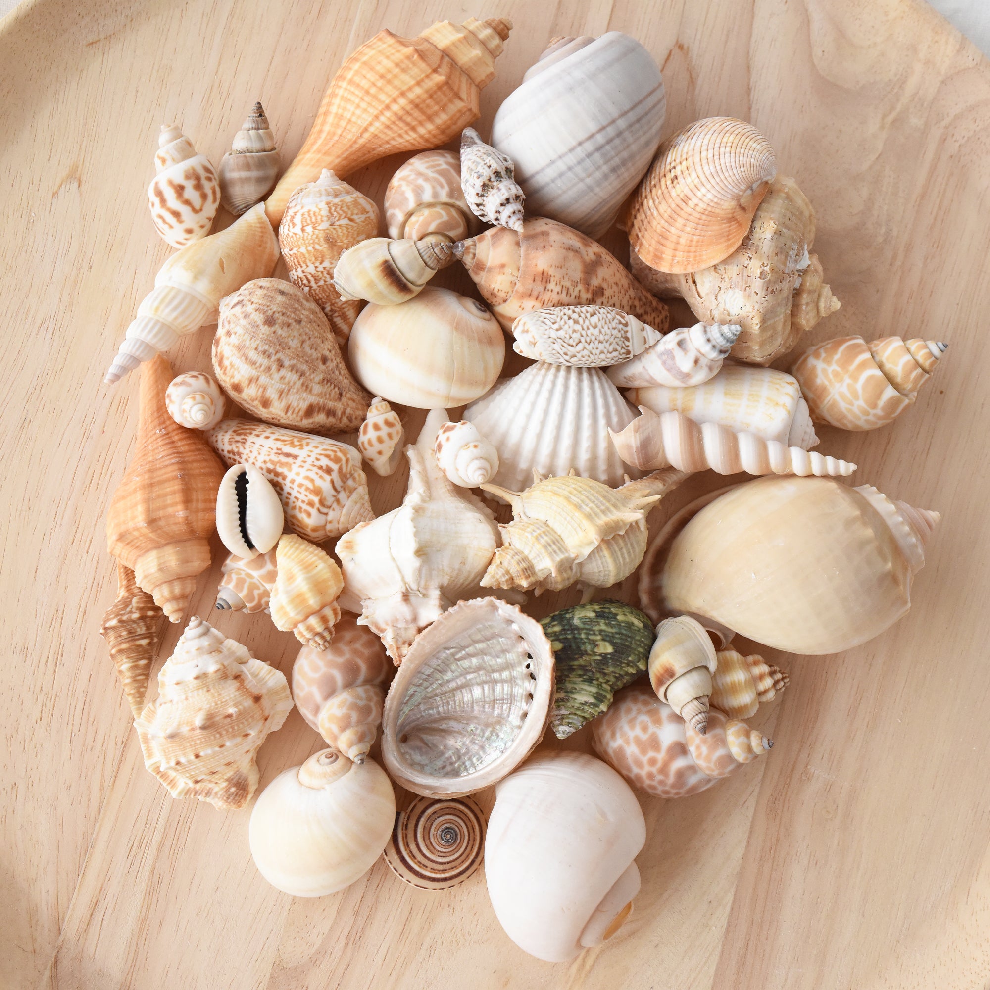 Cream Shell Variety Pack | Shell Decor | Shells By Boho Abode ...
