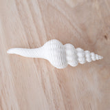 White Fusinus Spindle Shell | 9.5-11cm