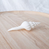 White Fusinus Spindle Shell | 9.5-11cm