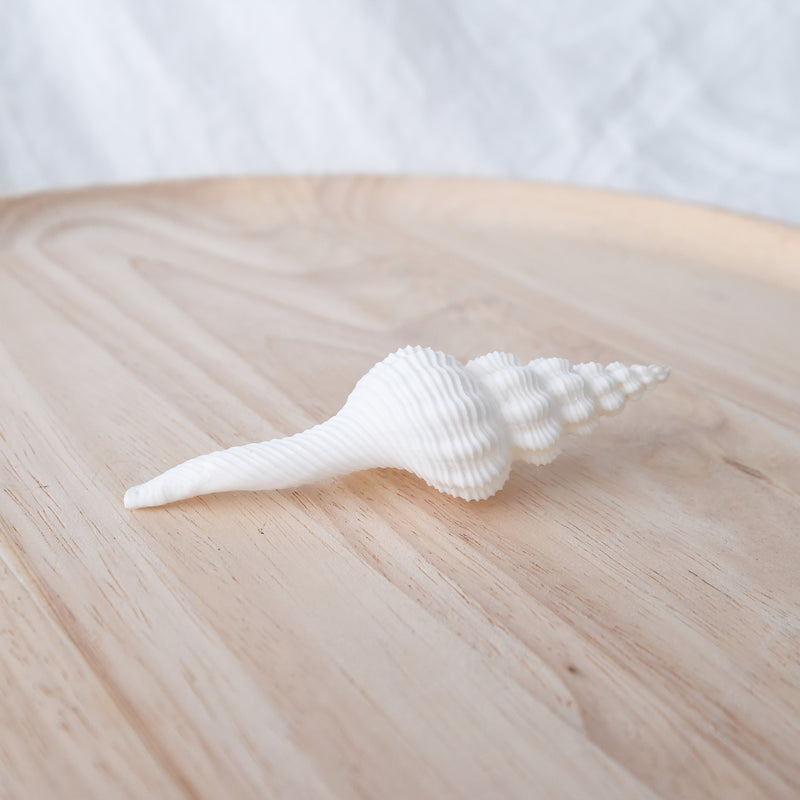 White Fusinus Spindle Shell | 9.5-11cm | Shell Decor | Shells By Boho ...