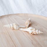 White & Tan Fusinus Spindle Shell | 9.5-11cm