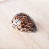 Tiger Cowrie Shell | 7-8.5cm