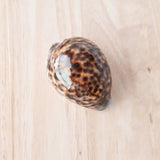 Tiger Cowrie Shell | 7-8.5cm