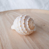 Tonna Tesselata Shell | 7-8.5cm