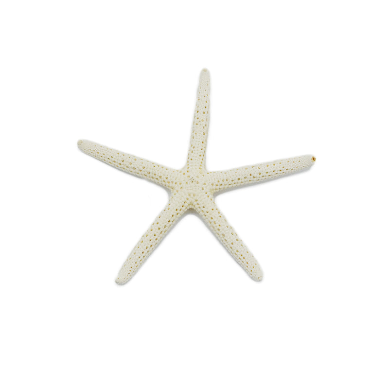 White Finger Starfish | 5-7.5cm