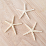White Finger Starfish | 5-7.5cm
